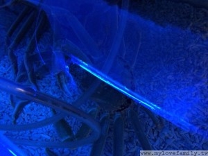 IMG_0929