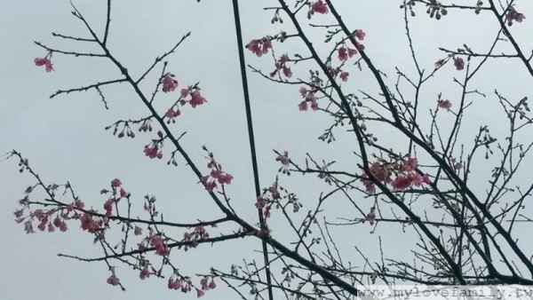 櫻花