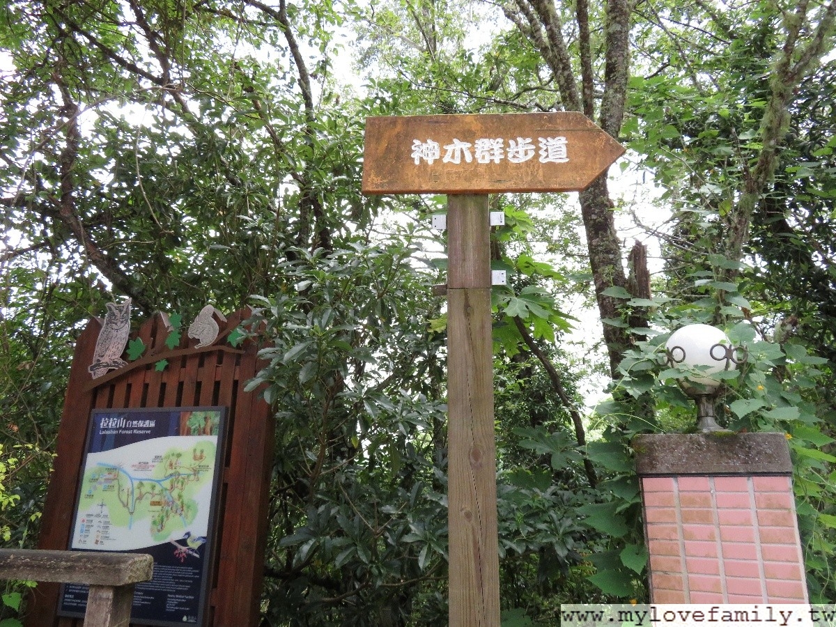 拉拉山神木群步道