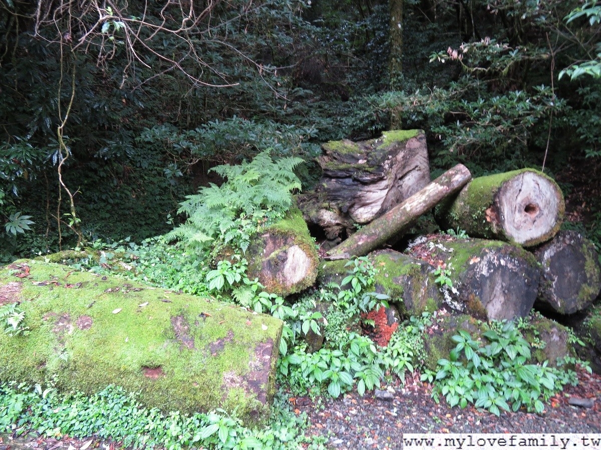 拉拉山神木群步道