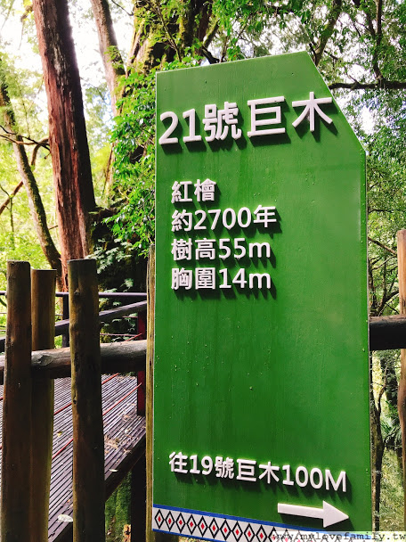 21號巨木