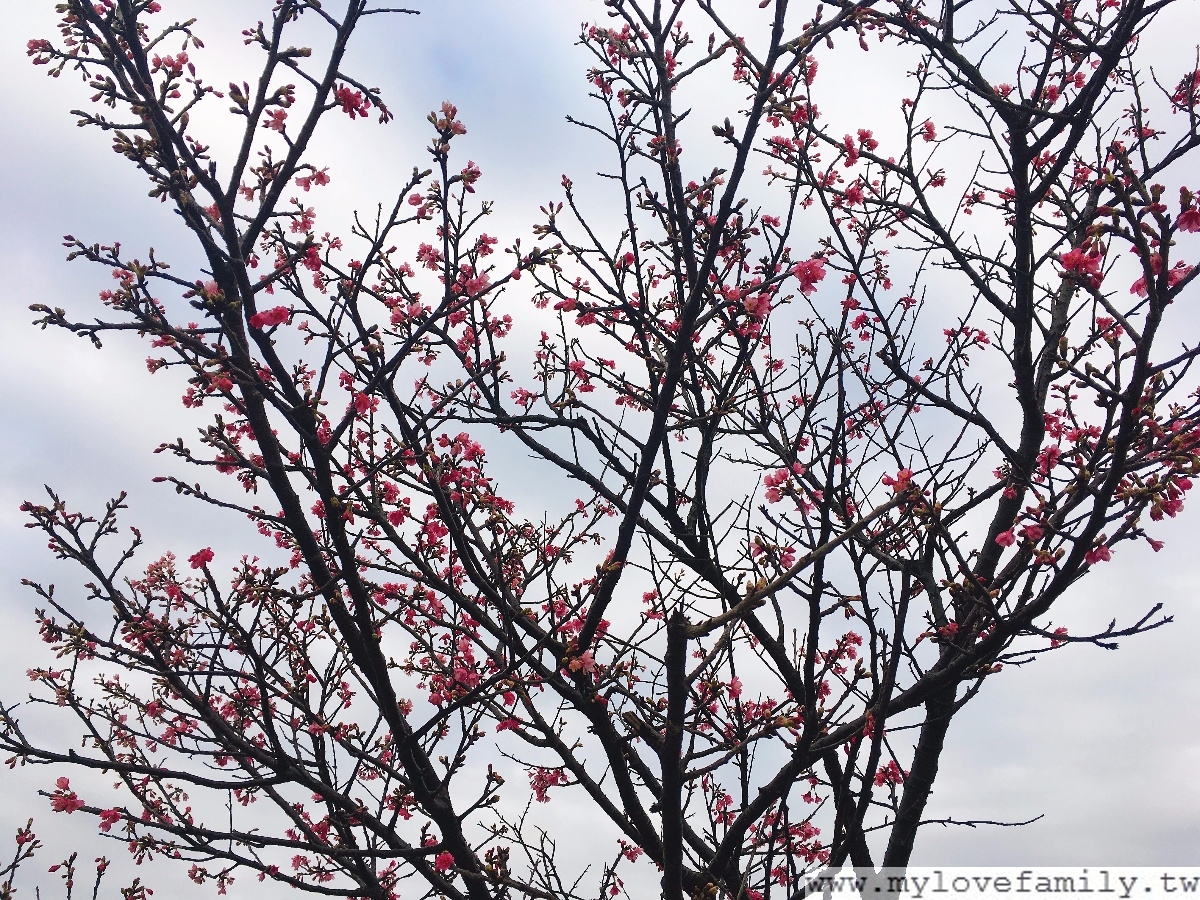 櫻花