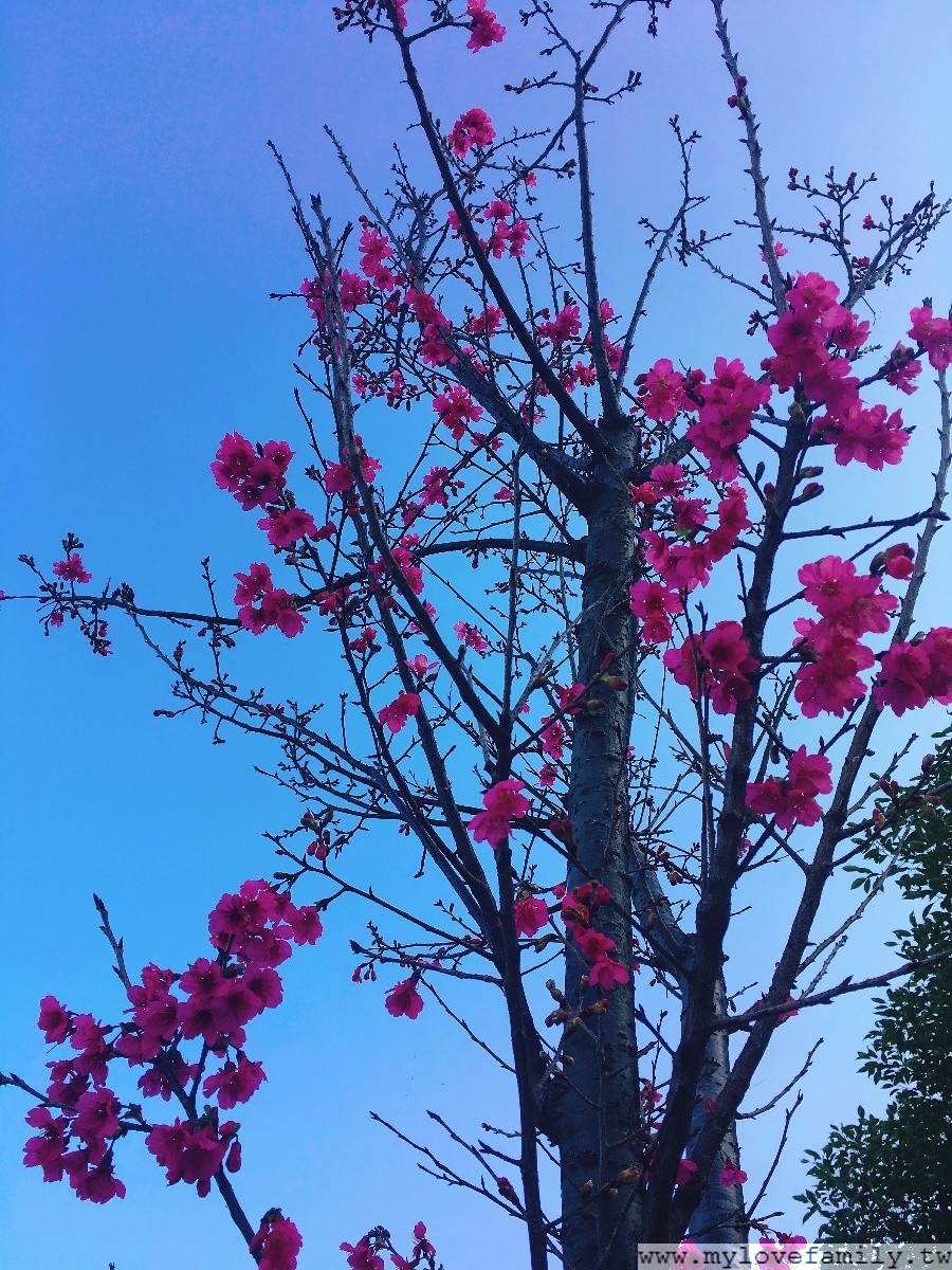 櫻花