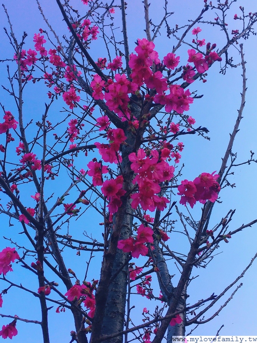 櫻花