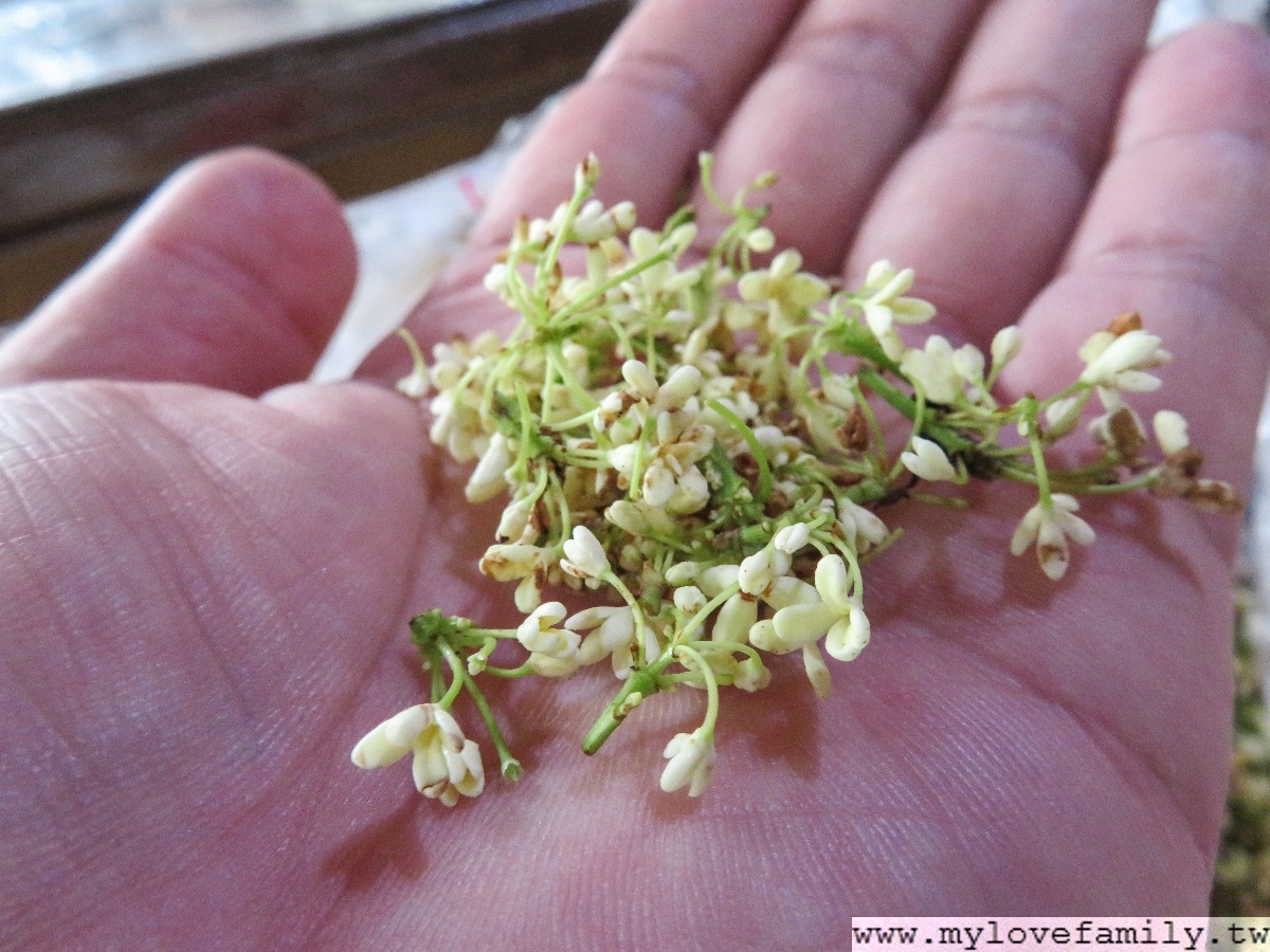 茶鄉桂花農園