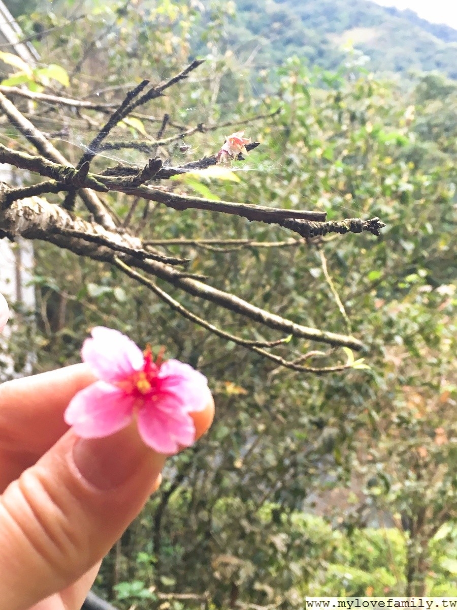 大板根