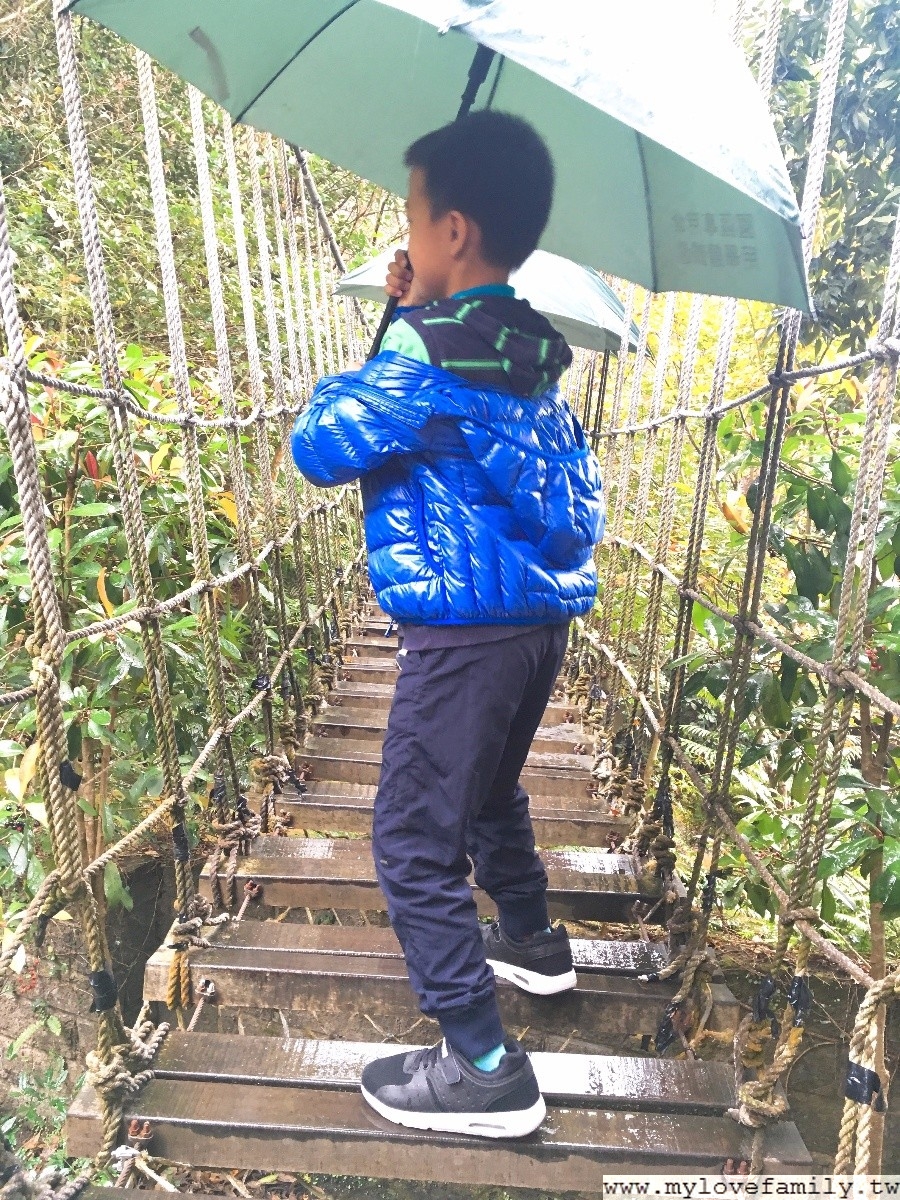 大板根