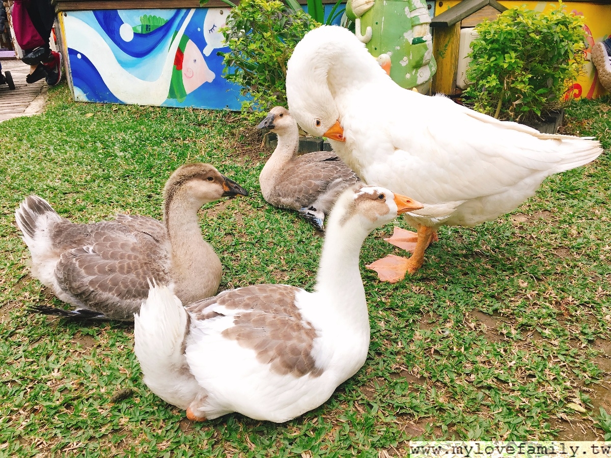 森林鳥花園