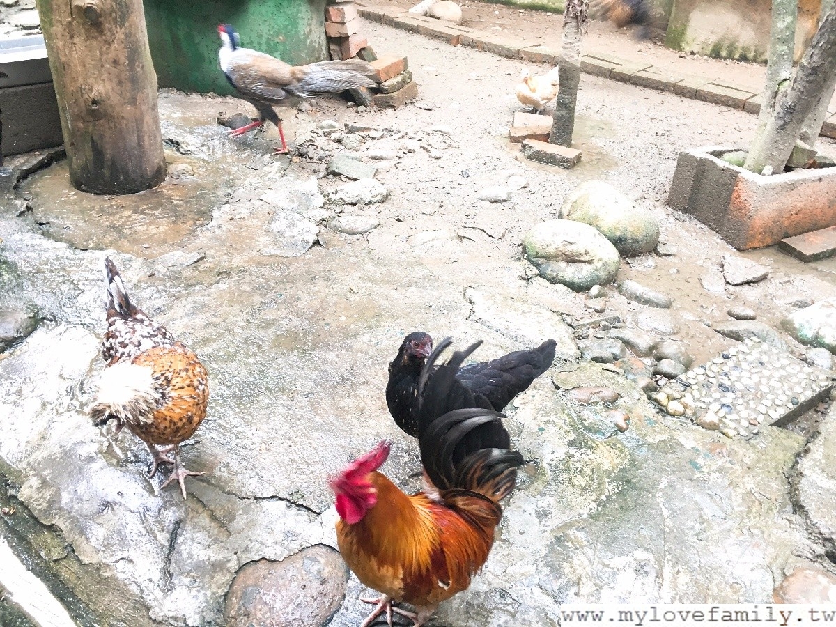 森林鳥花園