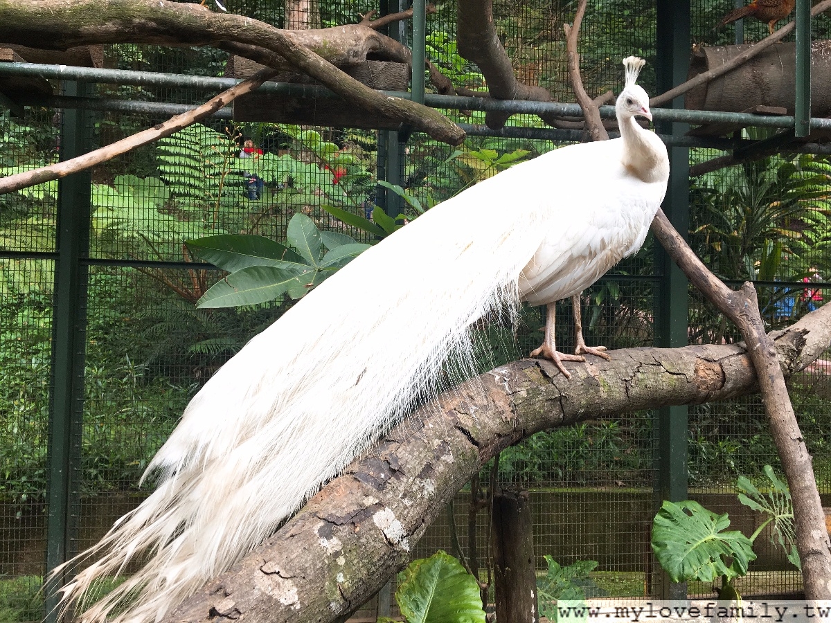森林鳥花園