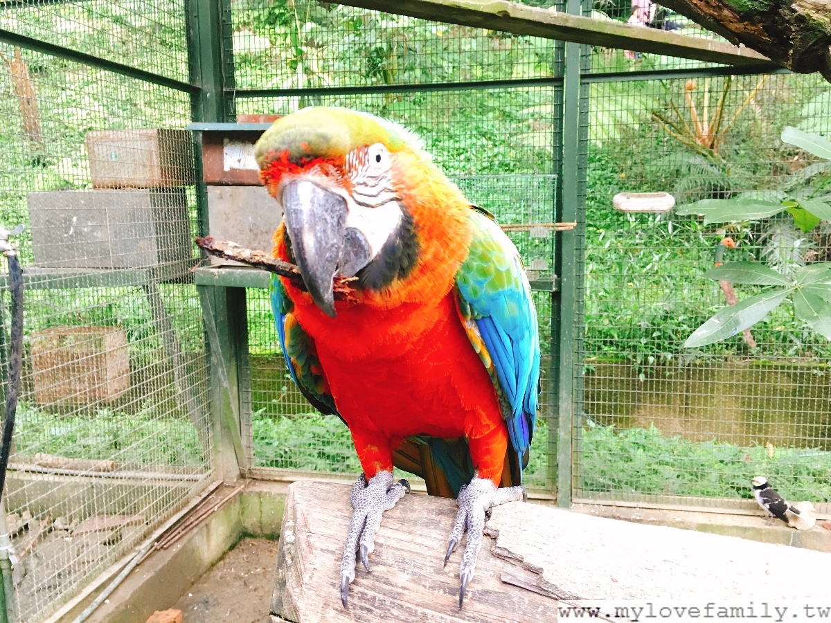 森林鳥花園
