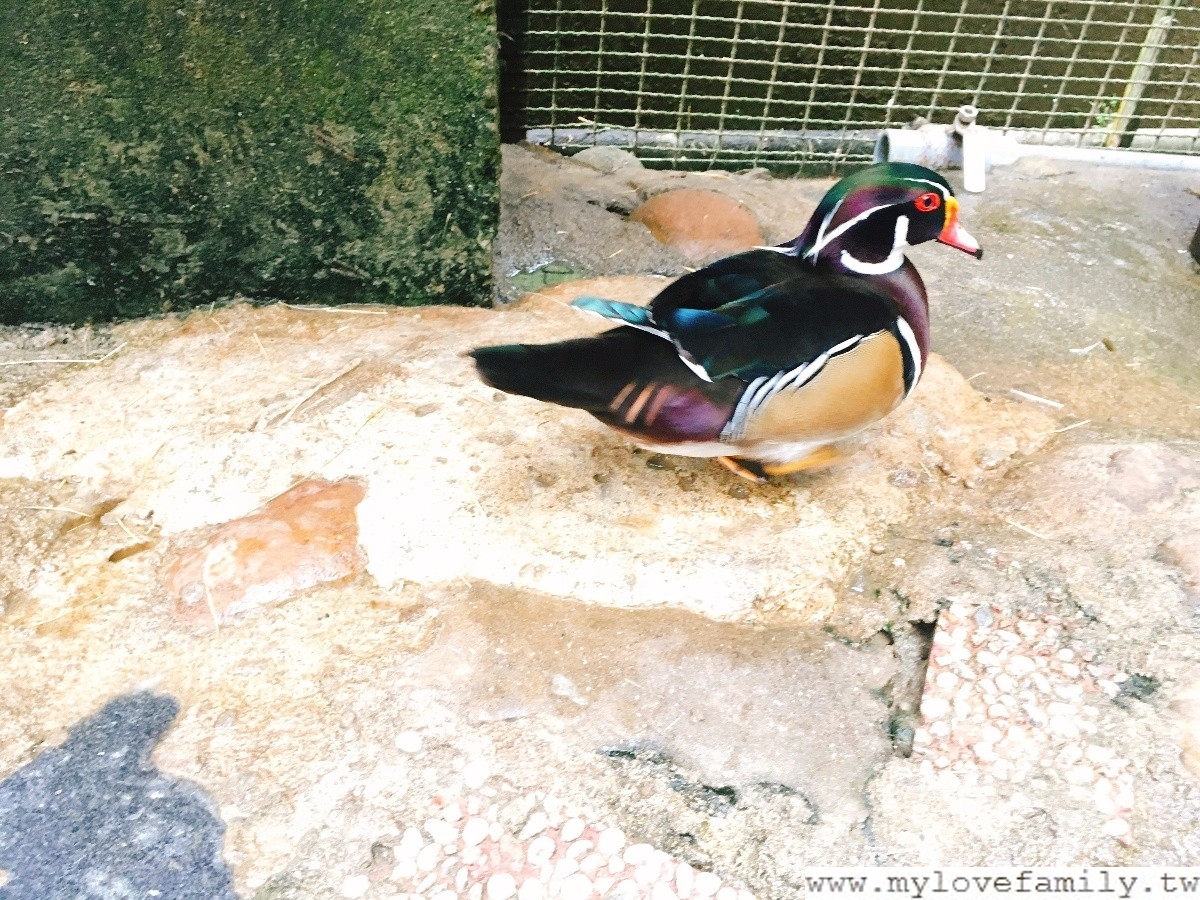 森林鳥花園