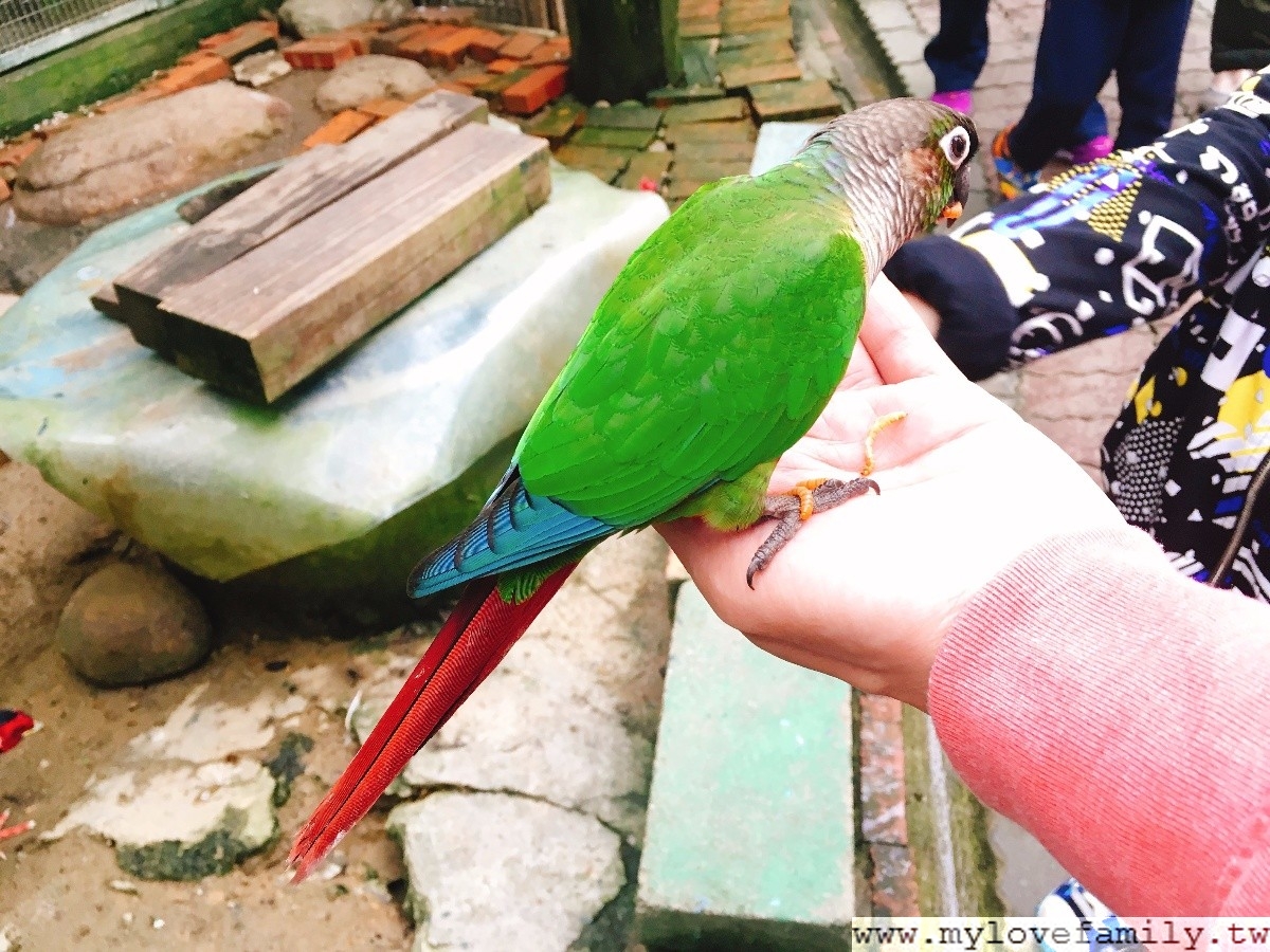 森林鳥花園