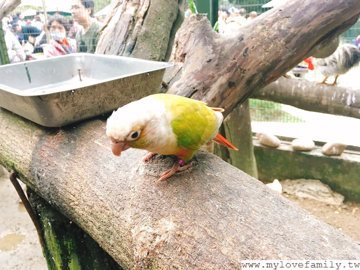 森林鳥花園