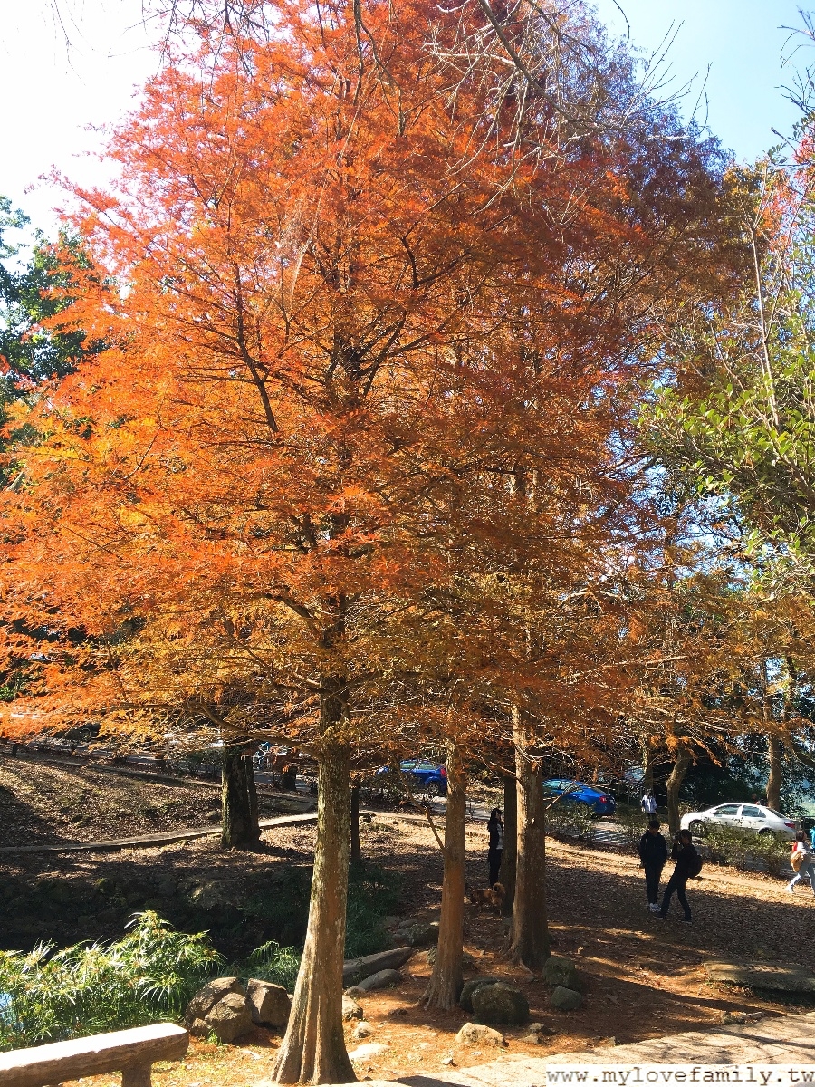 落羽松 桃園