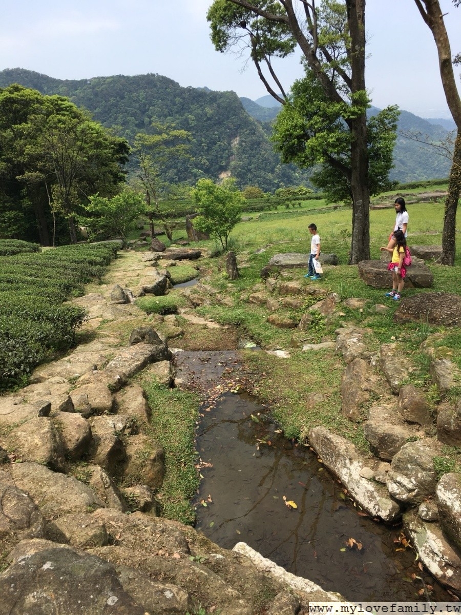台灣農林熊空茶園