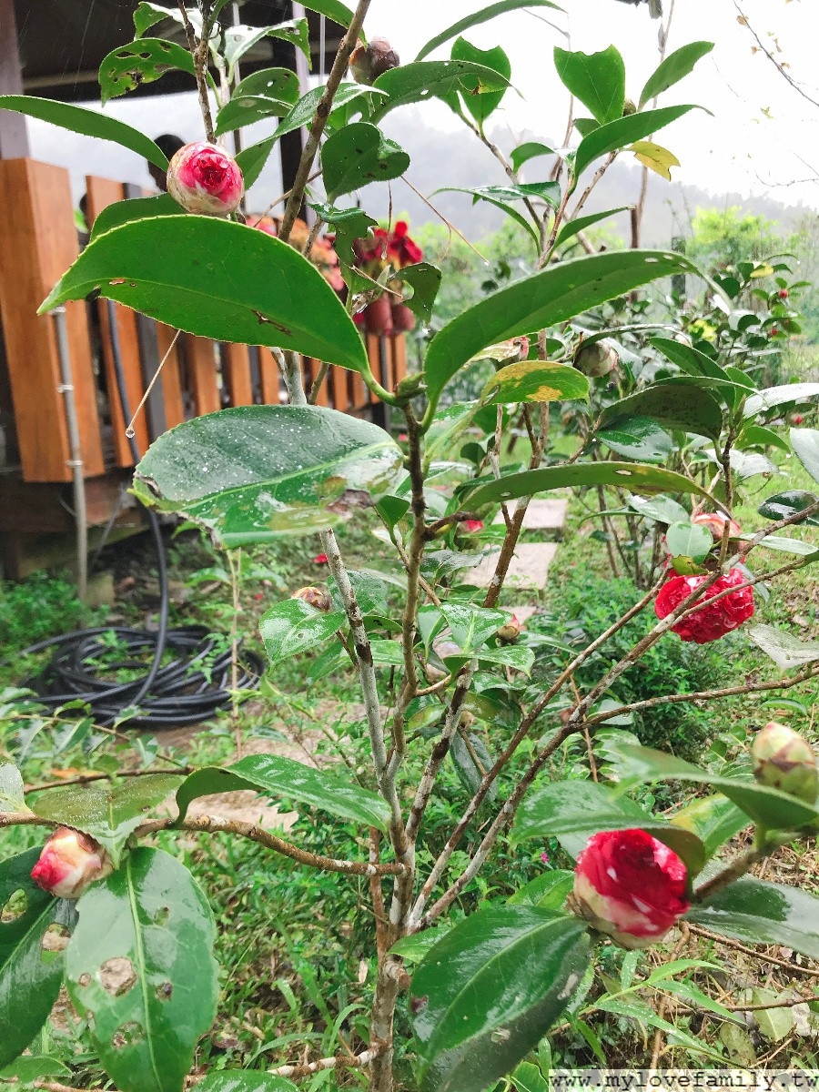 茶花