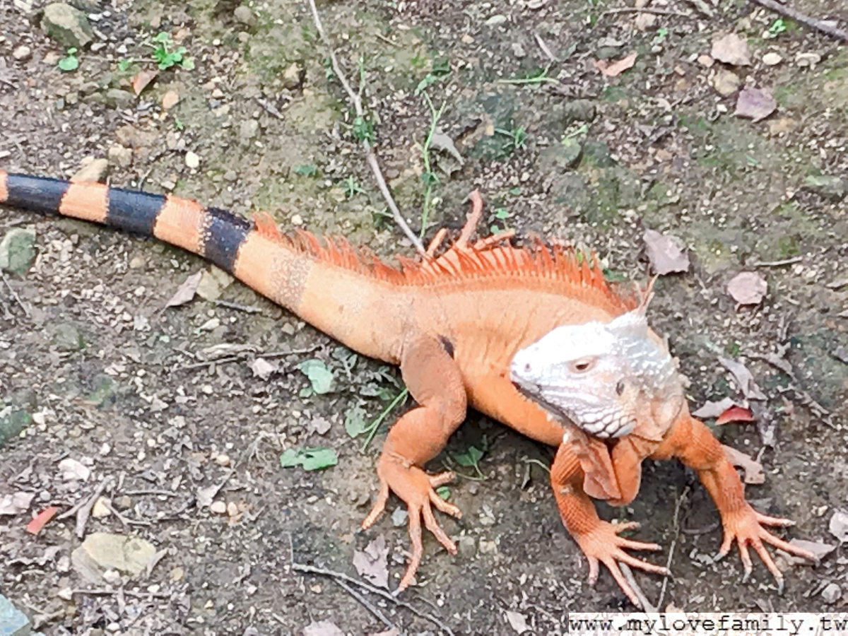 台北市立動物園