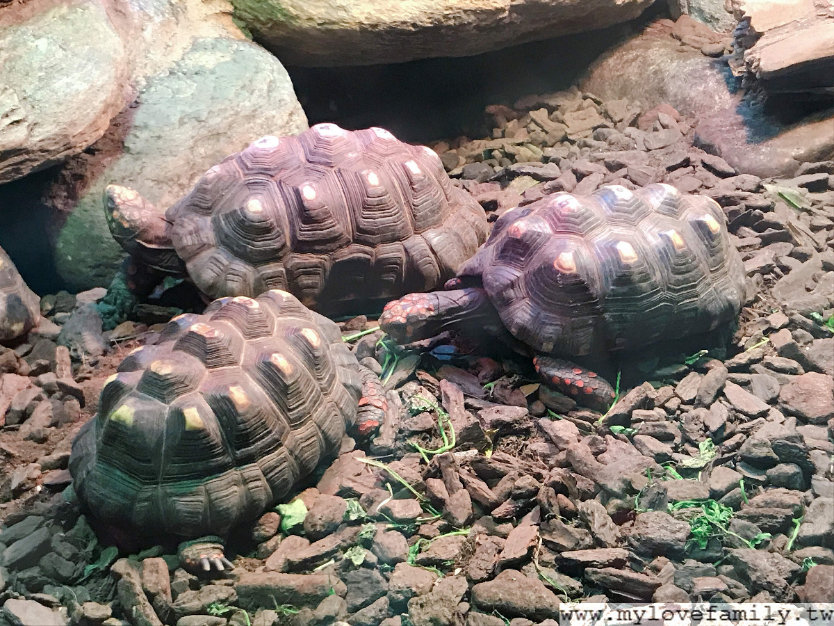 台北市立動物園