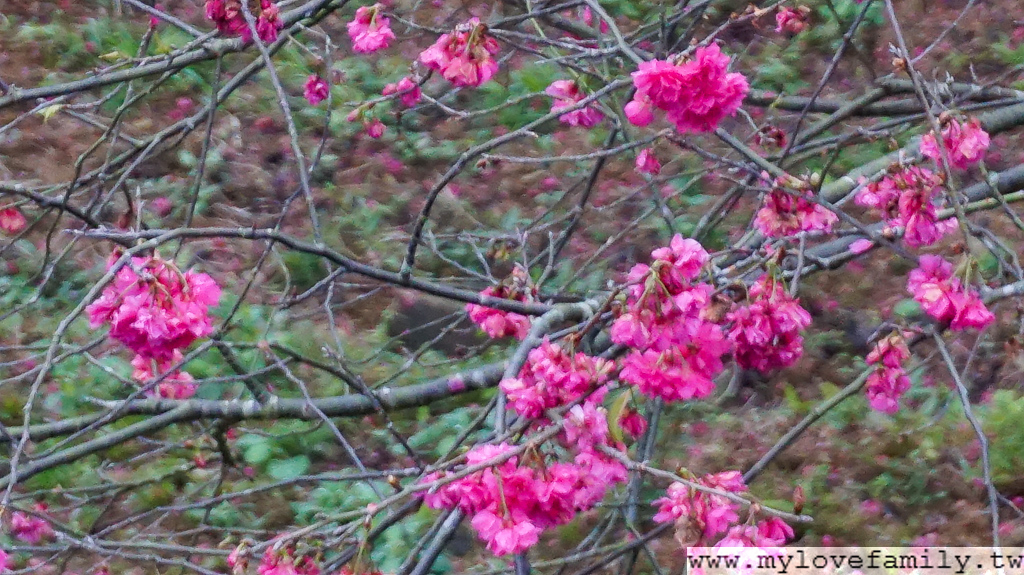 宜蘭櫻花季