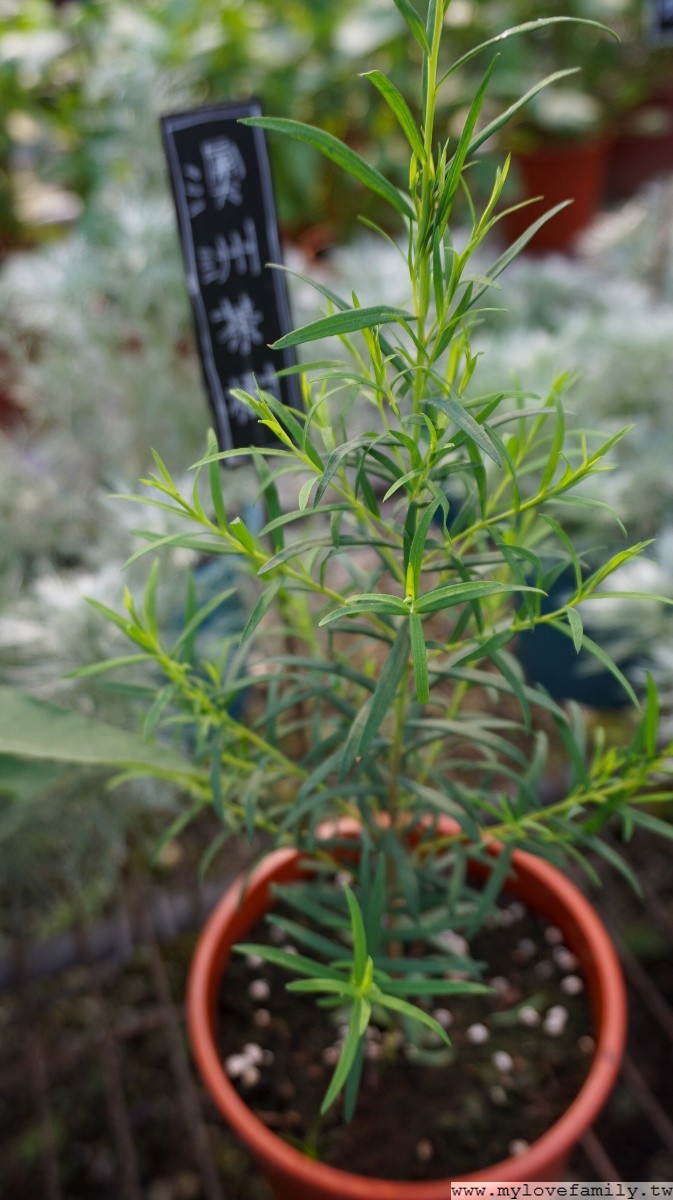 茶樹