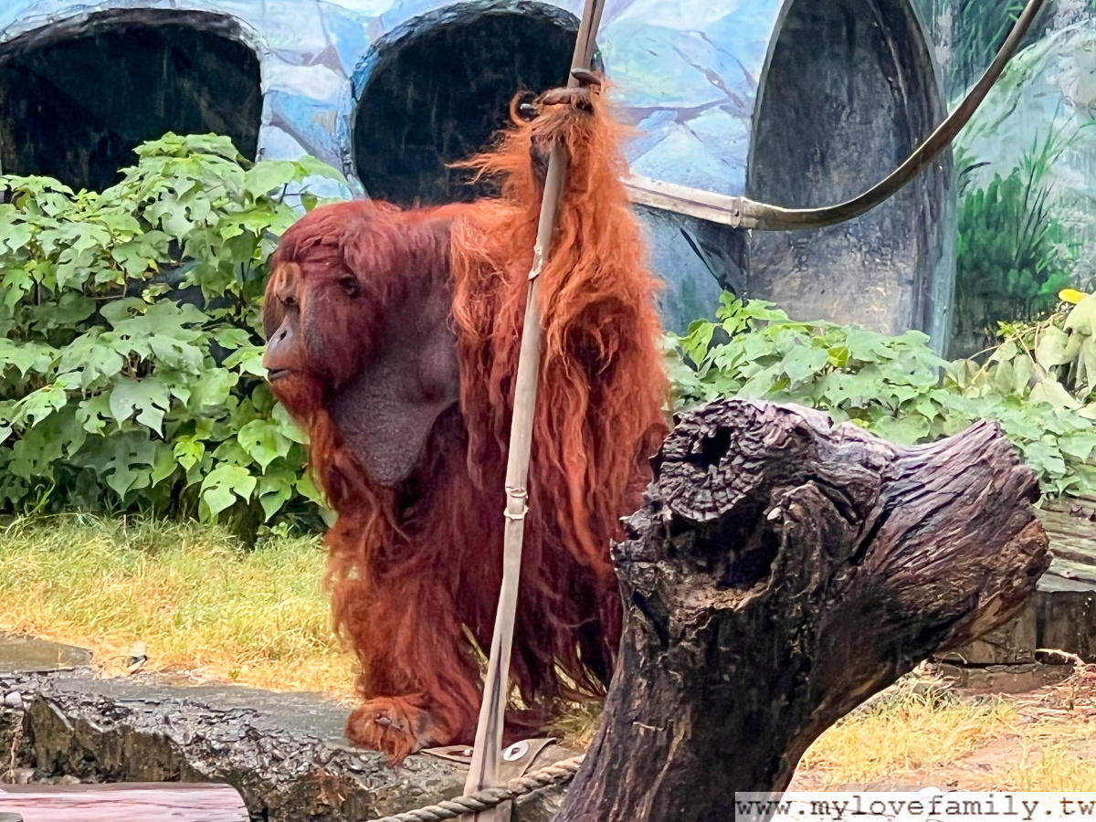 新竹市立動物園