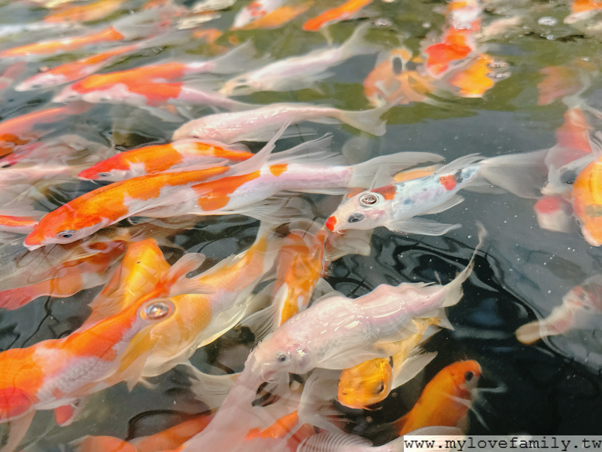 魚