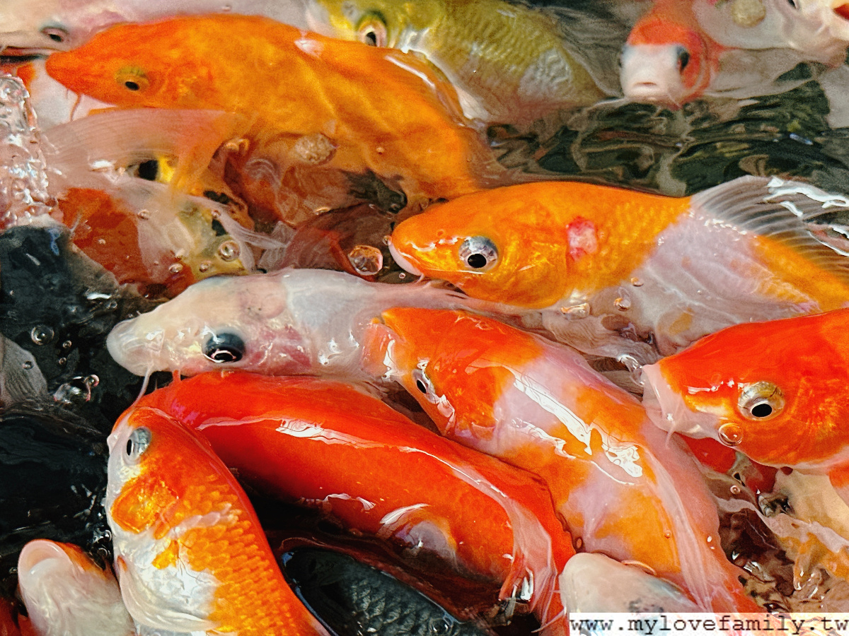 魚