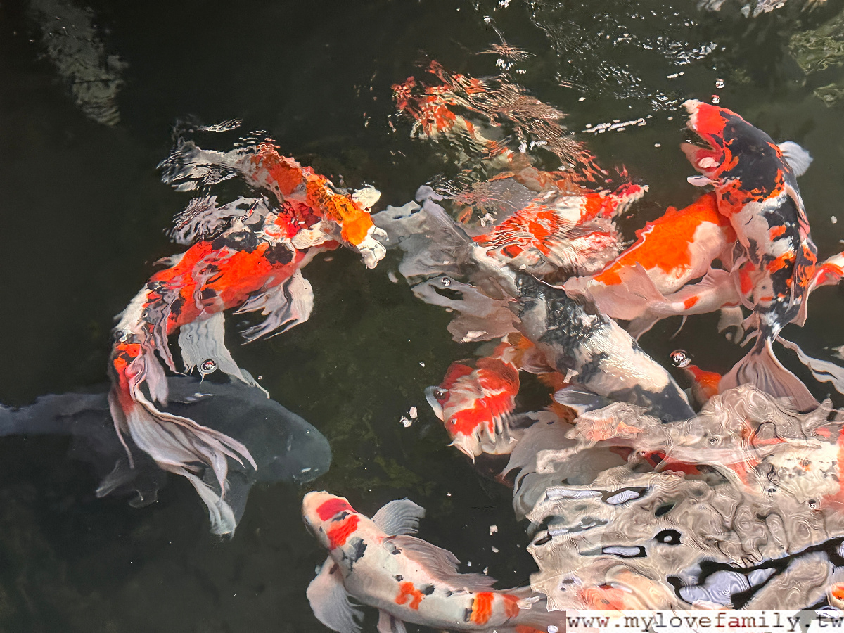 魚