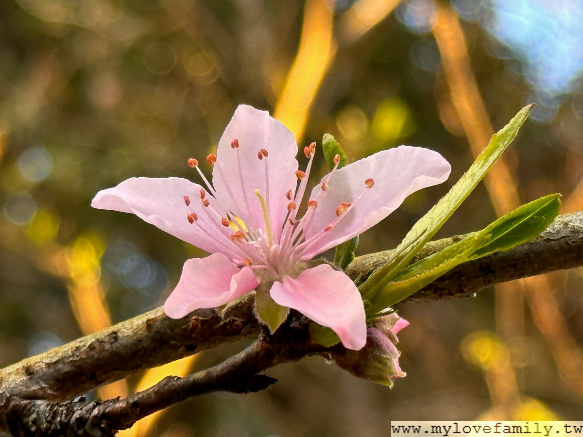 藍鵲菲菲