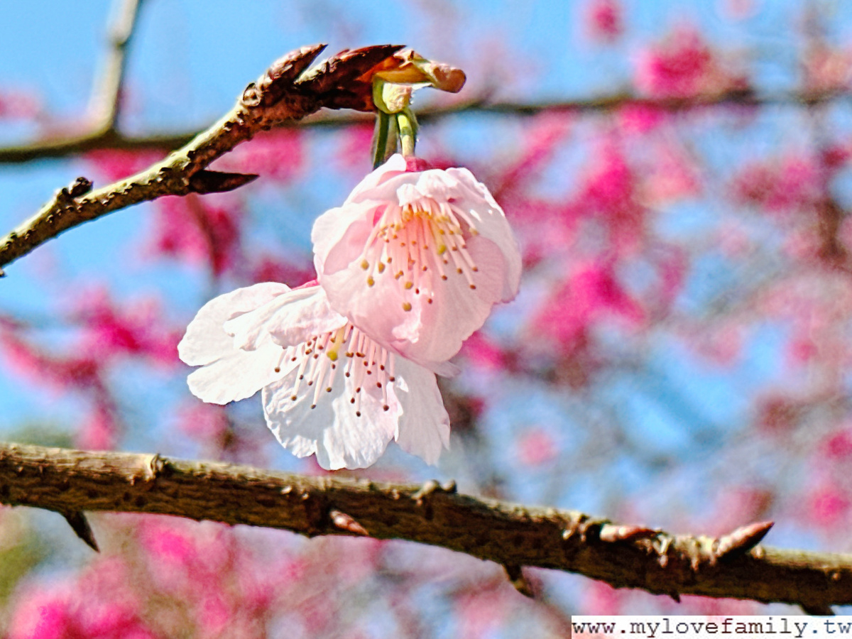 藍鵲菲菲