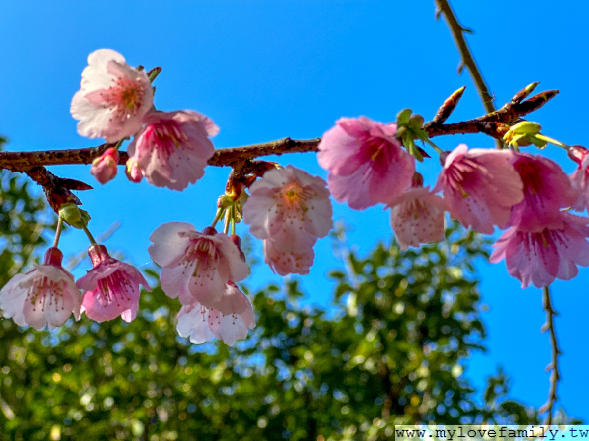 藍鵲菲菲