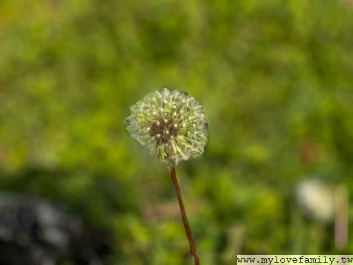 櫻花公園