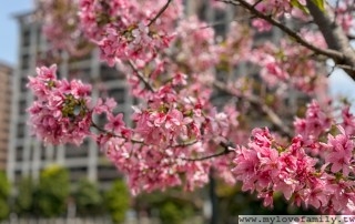 IMG_0931