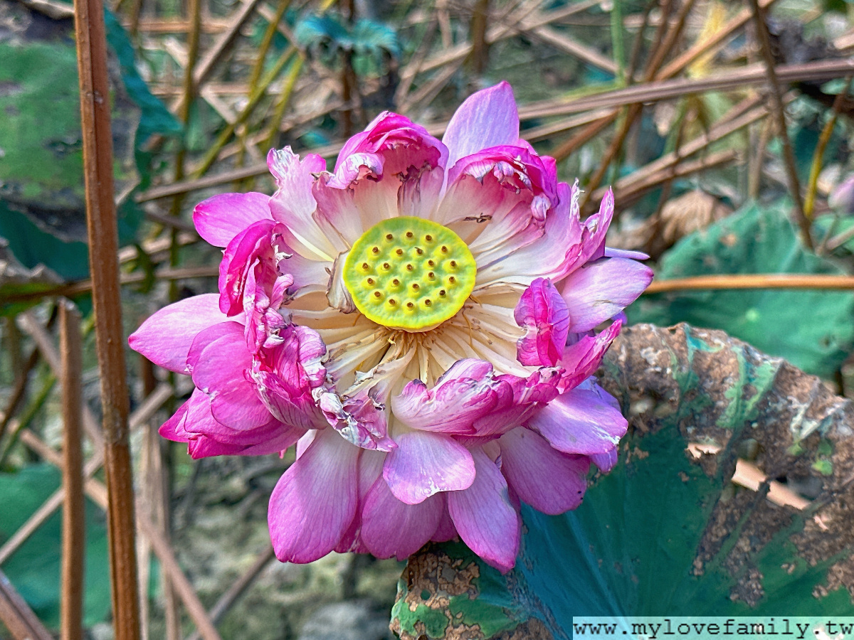 楓樹村