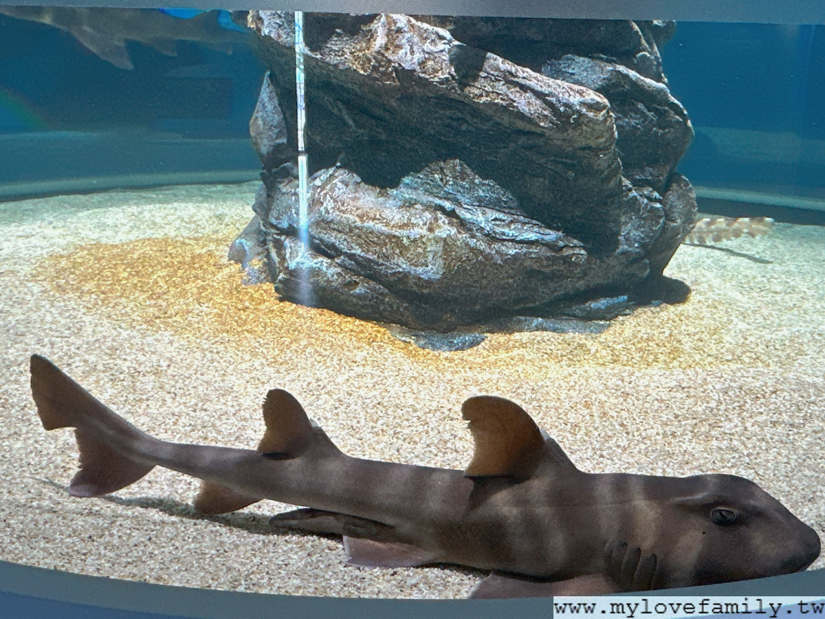 átoa水族館