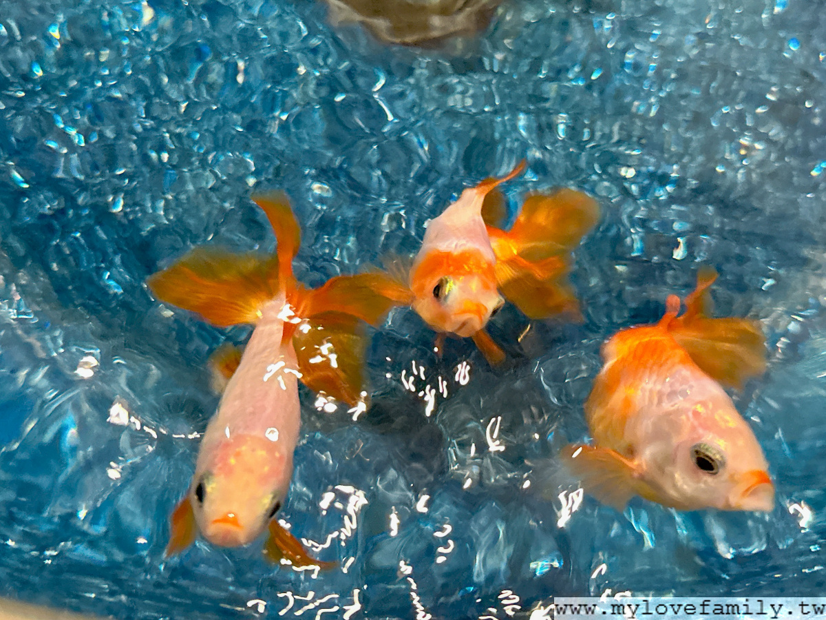 神戶átoa水族館