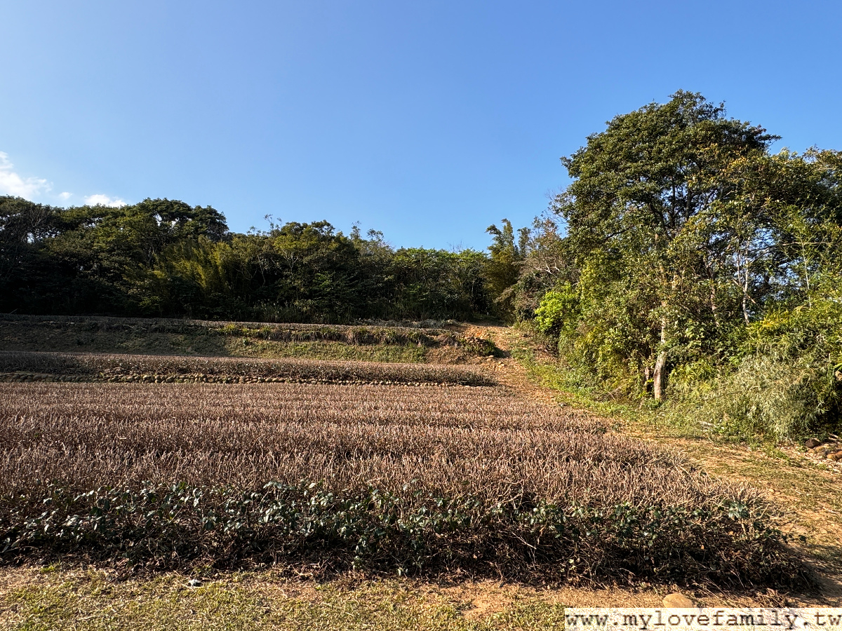 春天紅茶專賣店