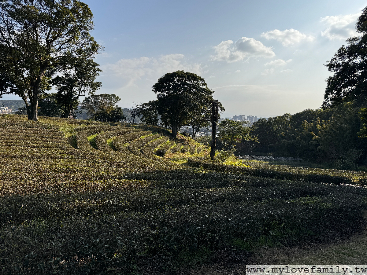 春天紅茶專賣店