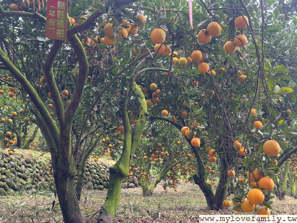 【鹿鳴坑綜合觀光果園】