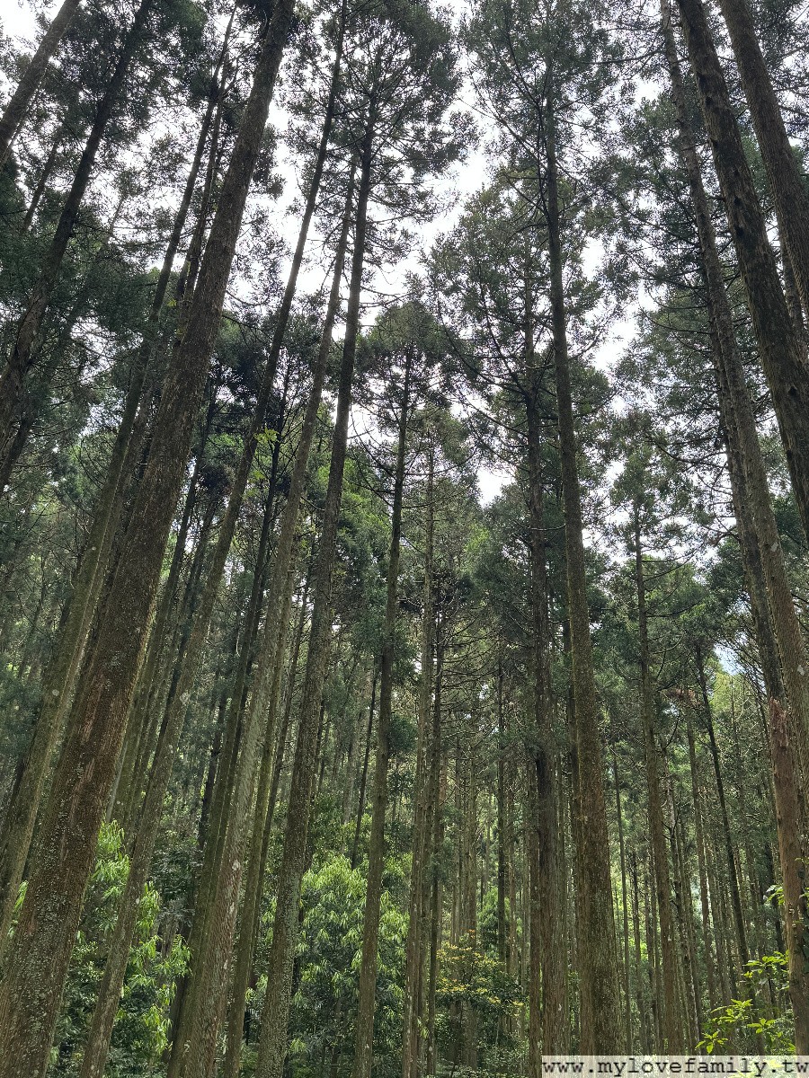 馬武督探索森林